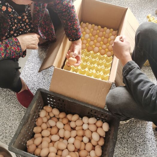 沭阳县农村散养土鸡蛋，自己家养殖场，货源充足，保证新鲜。可以长期合