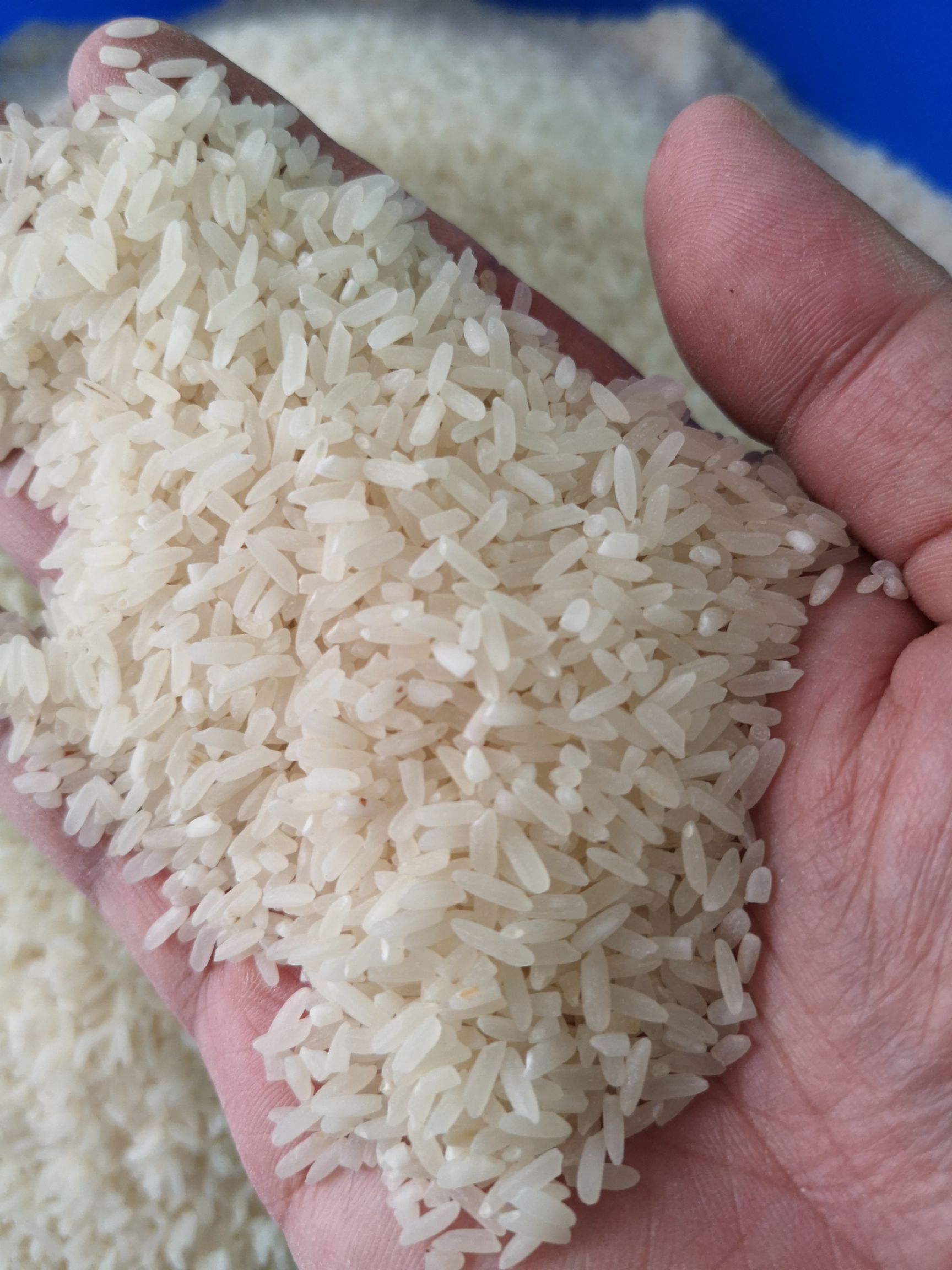 籼米 野香优2号