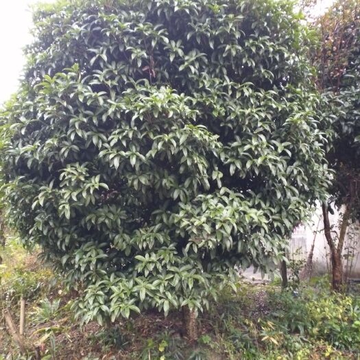 含山县黄金桂花树  桂花树金桂盆型好20公分，18公分16公分