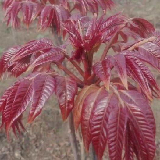 平邑县红油香椿苗  香椿树苗  红油绿油香椿苗  当年种植当年收益