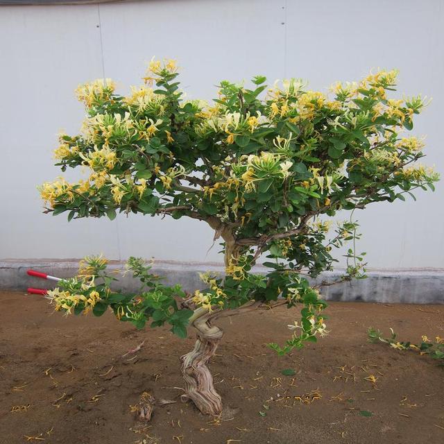 北花一号金银花苗 50~60公分 