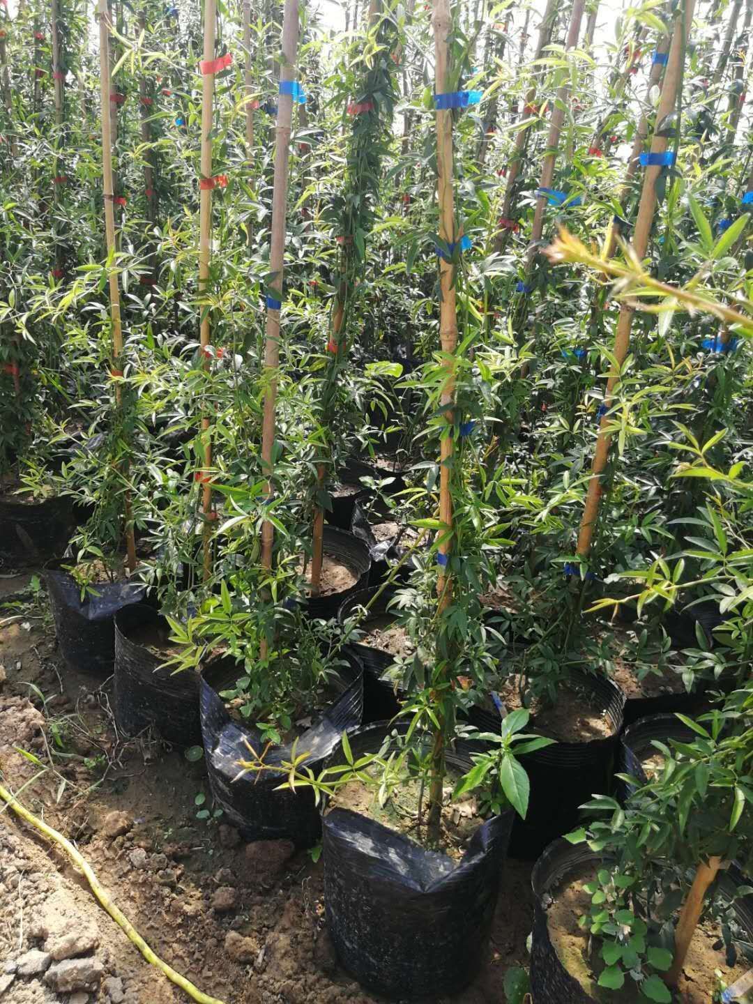 木香花苗白色，红色，黄色香味浓大小规格齐全