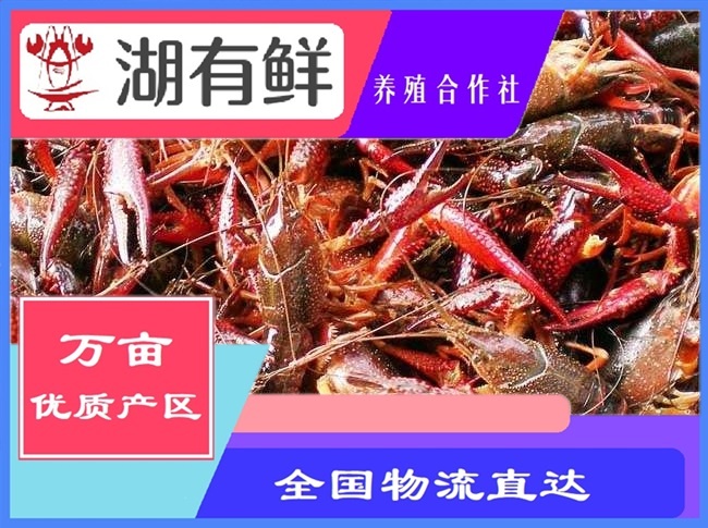 洪湖市洪湖清水大闸蟹，兴化大闸蟹