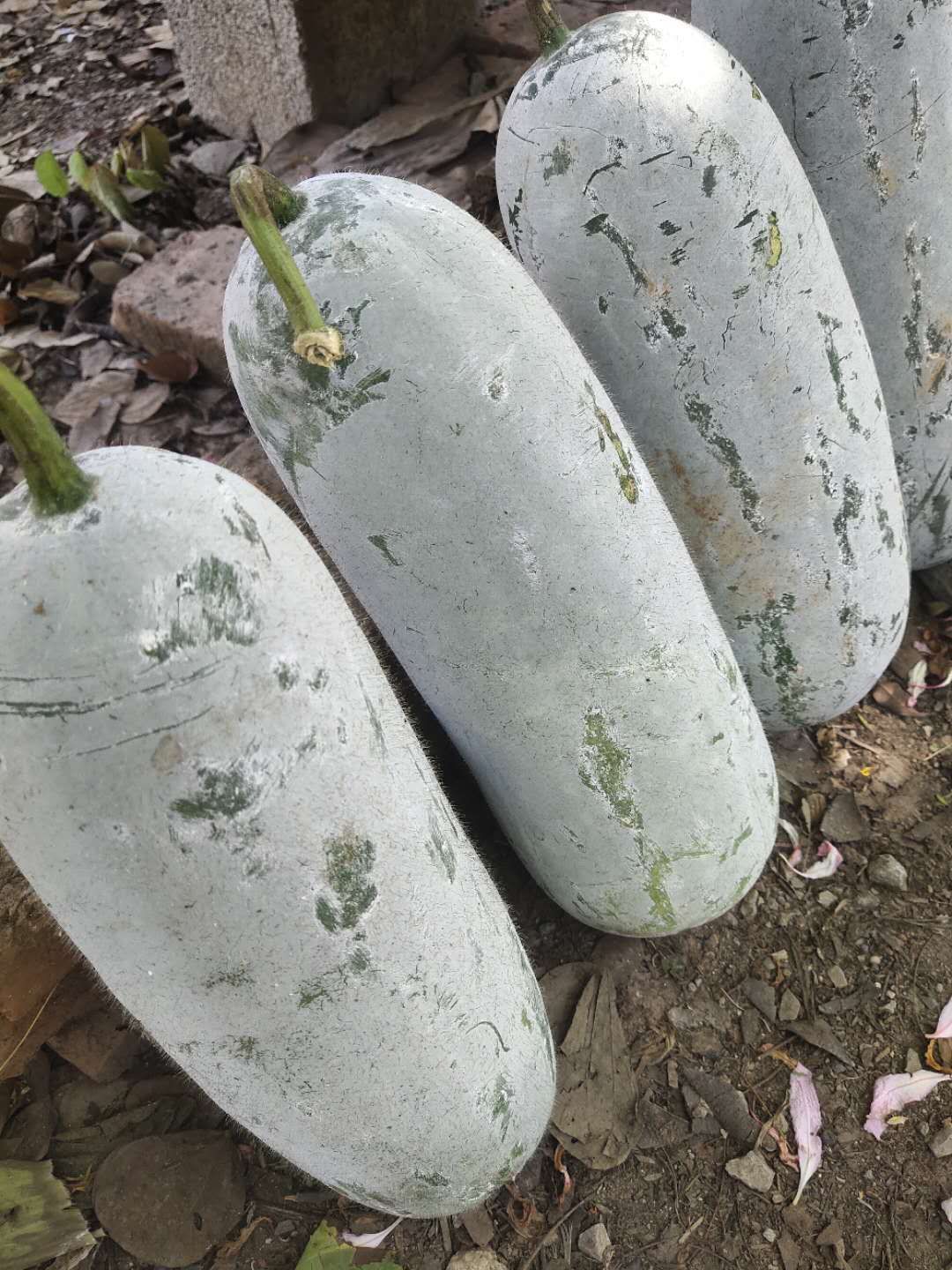 [白皮冬瓜批发]白皮冬瓜 云南小香冬瓜价格2.3元/斤 - 惠农网