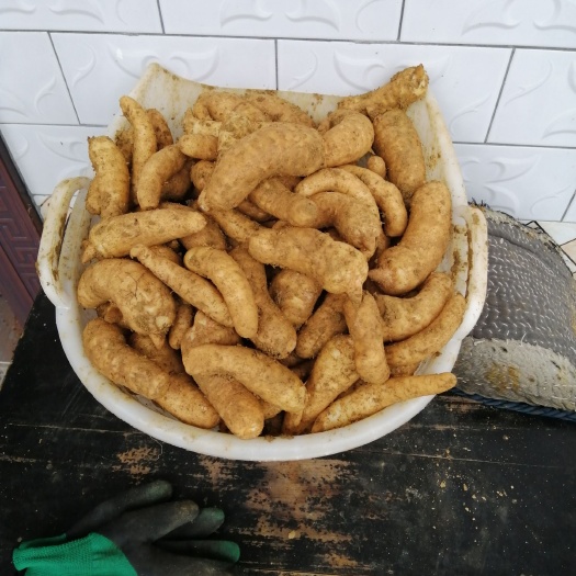 广元天麻