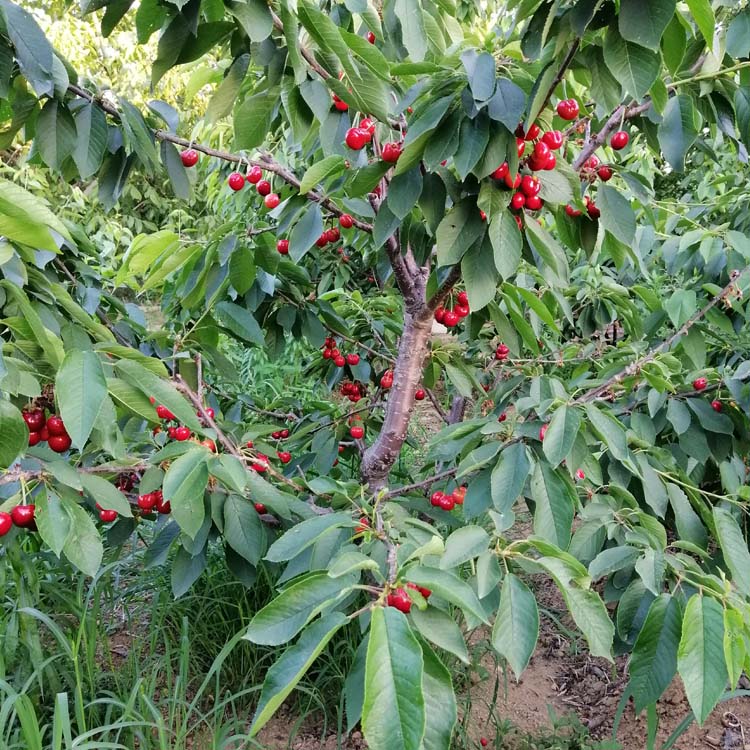 紅燈櫻桃苗大櫻桃樹苗吉塞拉矮化嫁接櫻桃苗大粒高產