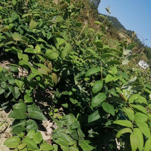 湘蕾5号金银花苗  金银花嫁接苗  花王   金银花种苗 幼
