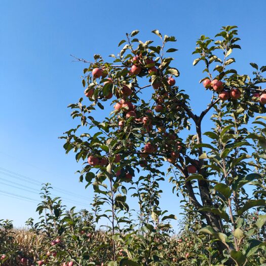 鞍山国光苹果  国光，寒富苹果