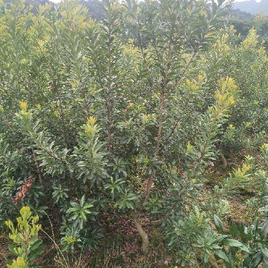 慈利县大黑炭杨梅树苗  杨梅树苗，大黑炭，东魁