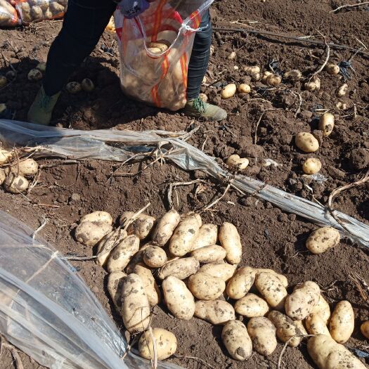 乌兰察布定边土豆  本地供应土豆有西森，荷兰十五，V七等土豆