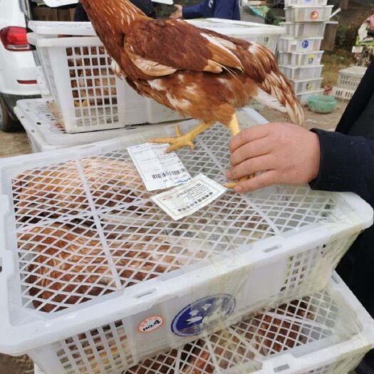 莘县海兰褐壳蛋鸡 产蛋王红蛋鸡大鸡海兰褐京红多蛋鸡一年产蛋300多枚