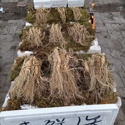 通化长白山人参 鲜人参