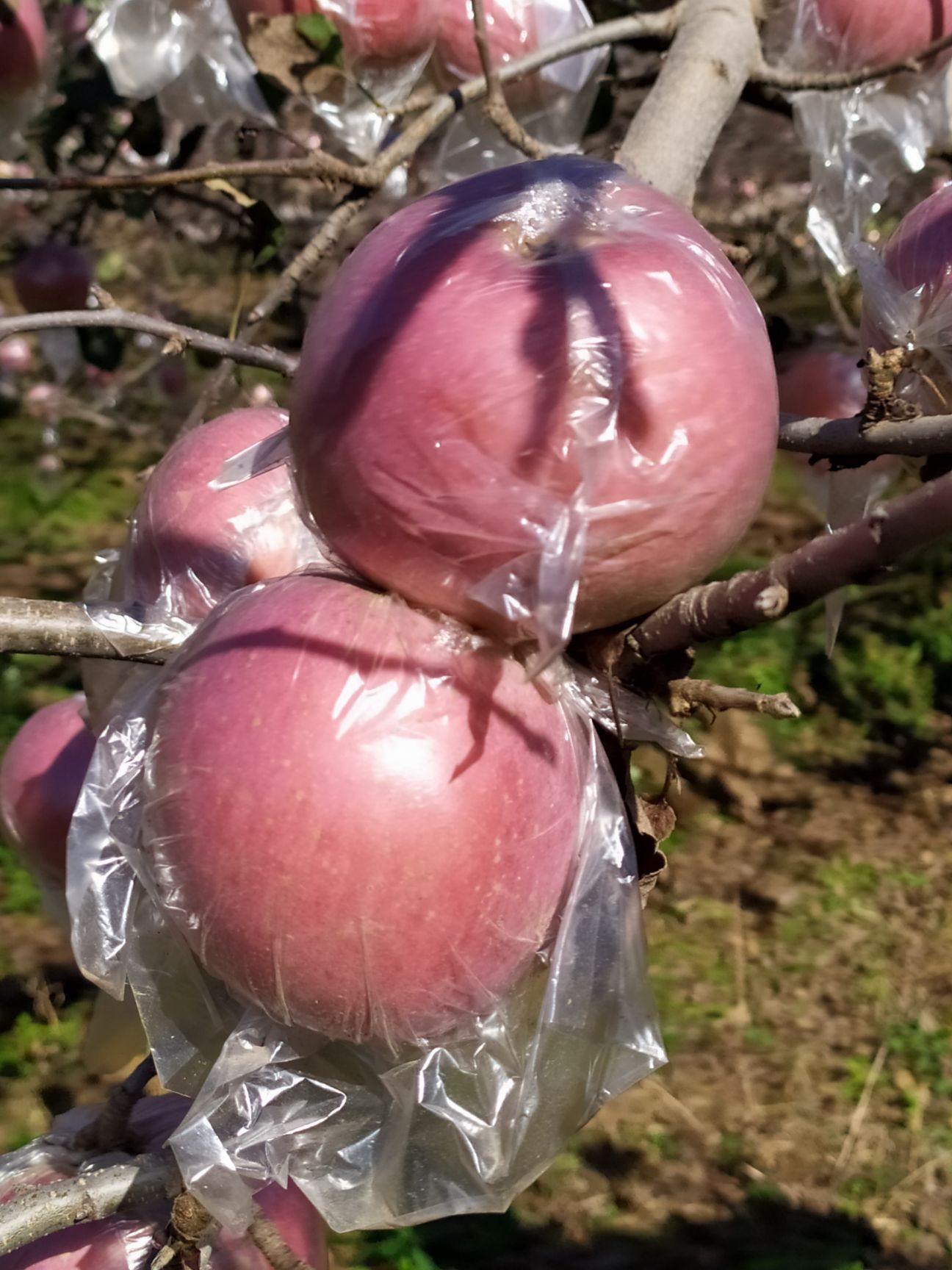 红富士苹果  黄土高原中条山下的晚熟富士