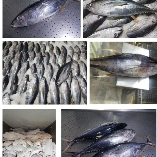 湛江黄鳍金枪鱼，欢迎采购，量大从优