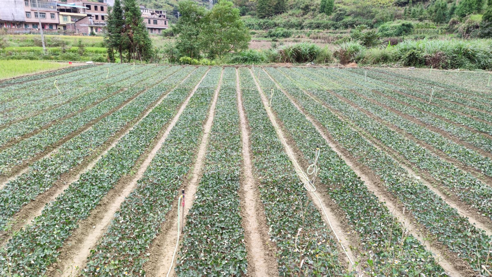 湘蕾金银花苗 大量供应湖南湘蕾金银花扦插苗
