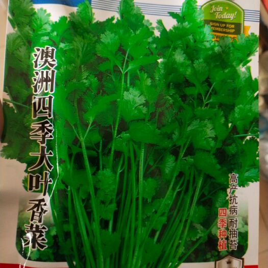 扶沟县香菜种子 四季大叶香菜，叶色深绿香味浓，