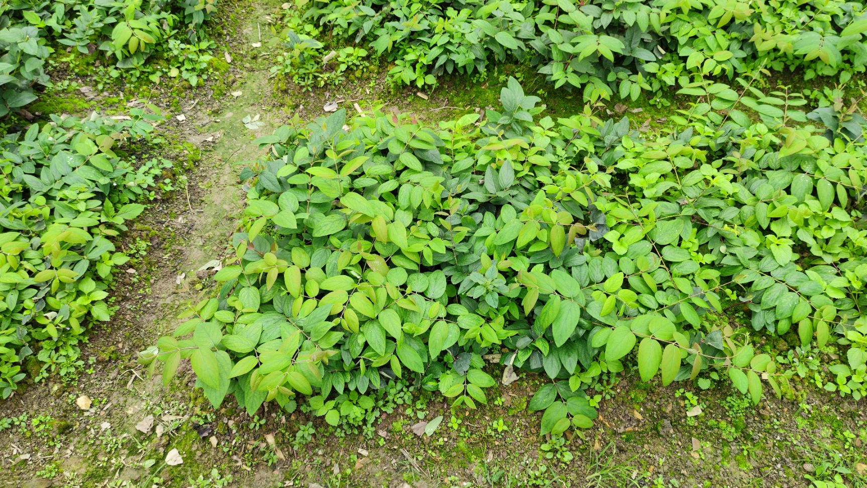 湘蕾金银花苗 大量供应湖南湘蕾金银花扦插苗