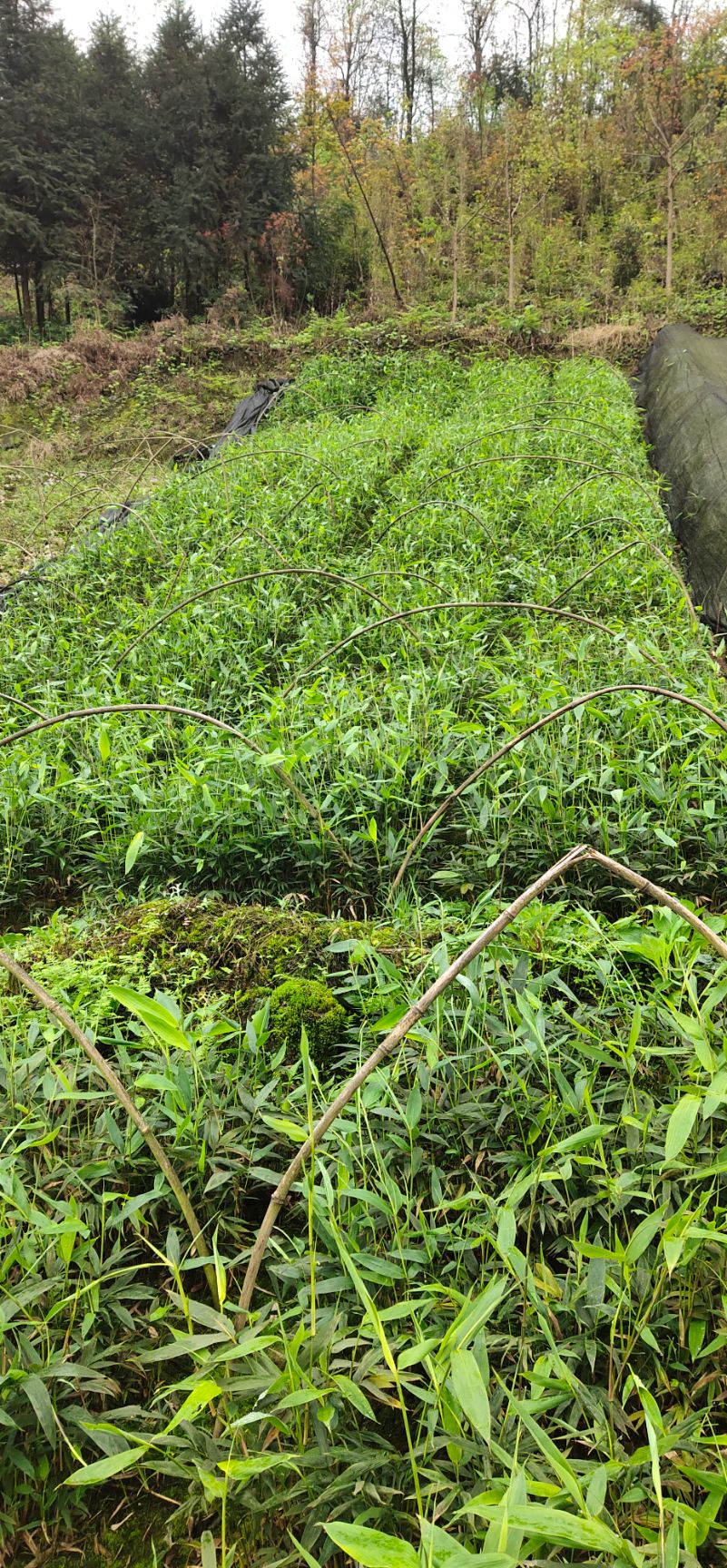 本合作社有大量正宗金佛山和合江方竹苗供应，需要的老板联系我