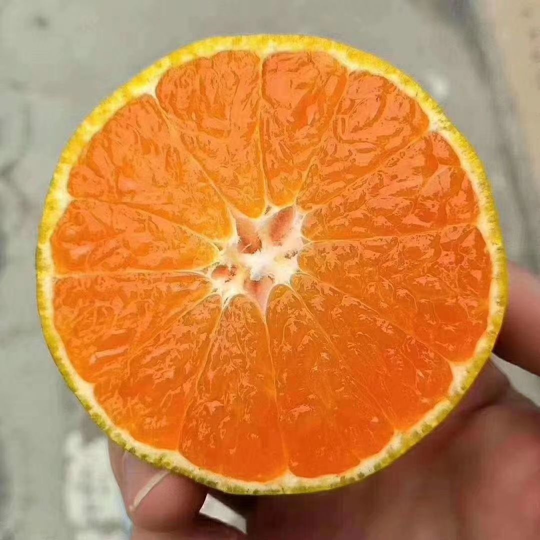 东江湖蜜橘  5A景区东江湖蜜桔上市了，欢迎各界人士订购