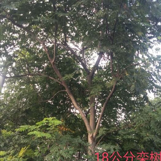 沙洋县黄山栾树  15公分全冠栾树