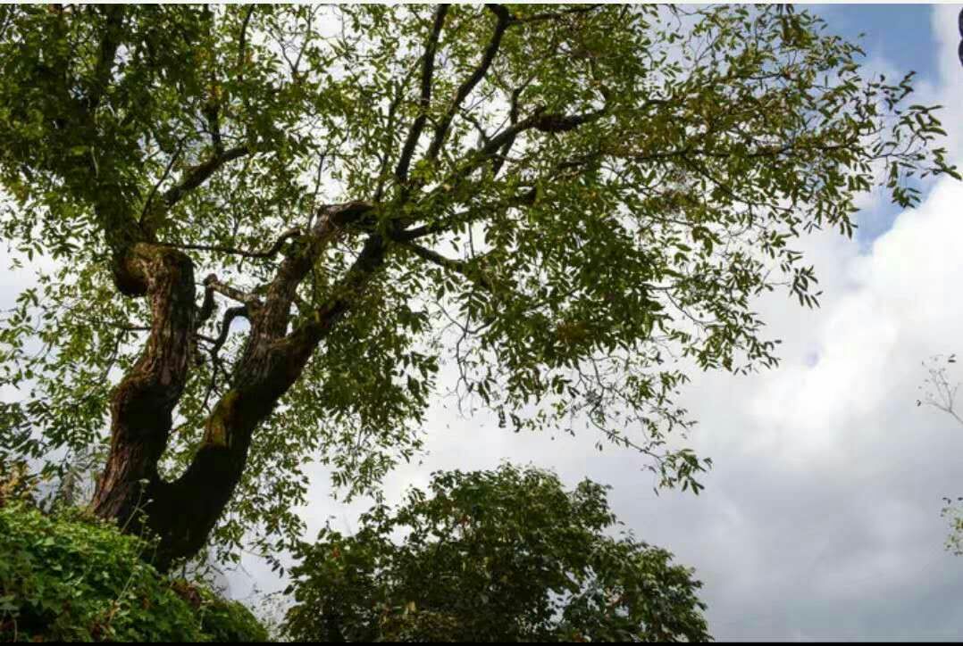 山核桃 陕西老品种核桃