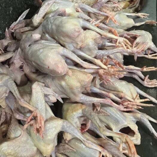 广州乳鸽   长期大量供应肉鸽     当天现杀