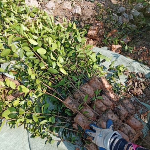 丰城市油茶树  《杯苗》二年长林系列嫁接油茶杯苗，长林系列嫁接
