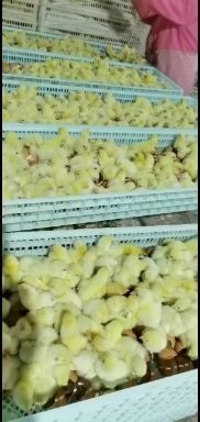 莘县817肉杂鸡苗 常年供应优质817鸡苗