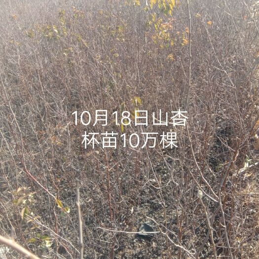 凌源市大扁杏苗 山杏杯苗出售中13/16杯