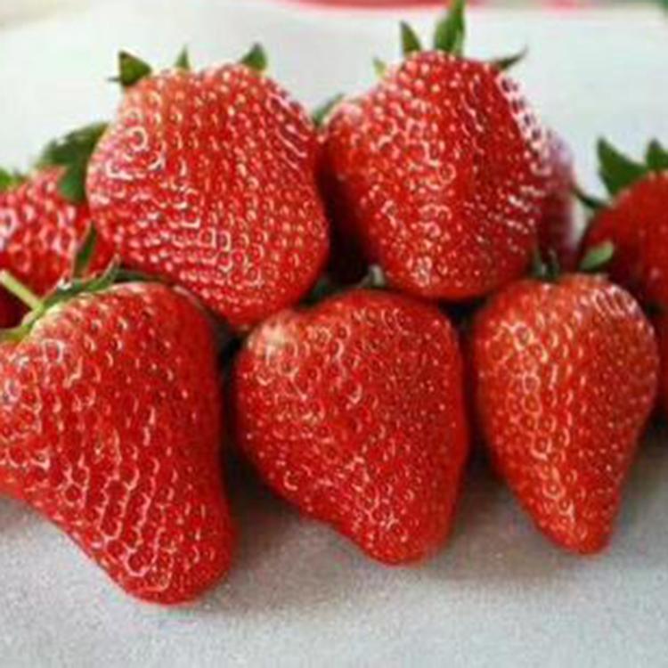 泰安越秀草莓种苗价格  适宜南方种植的草莓苗 早熟草莓苗价格