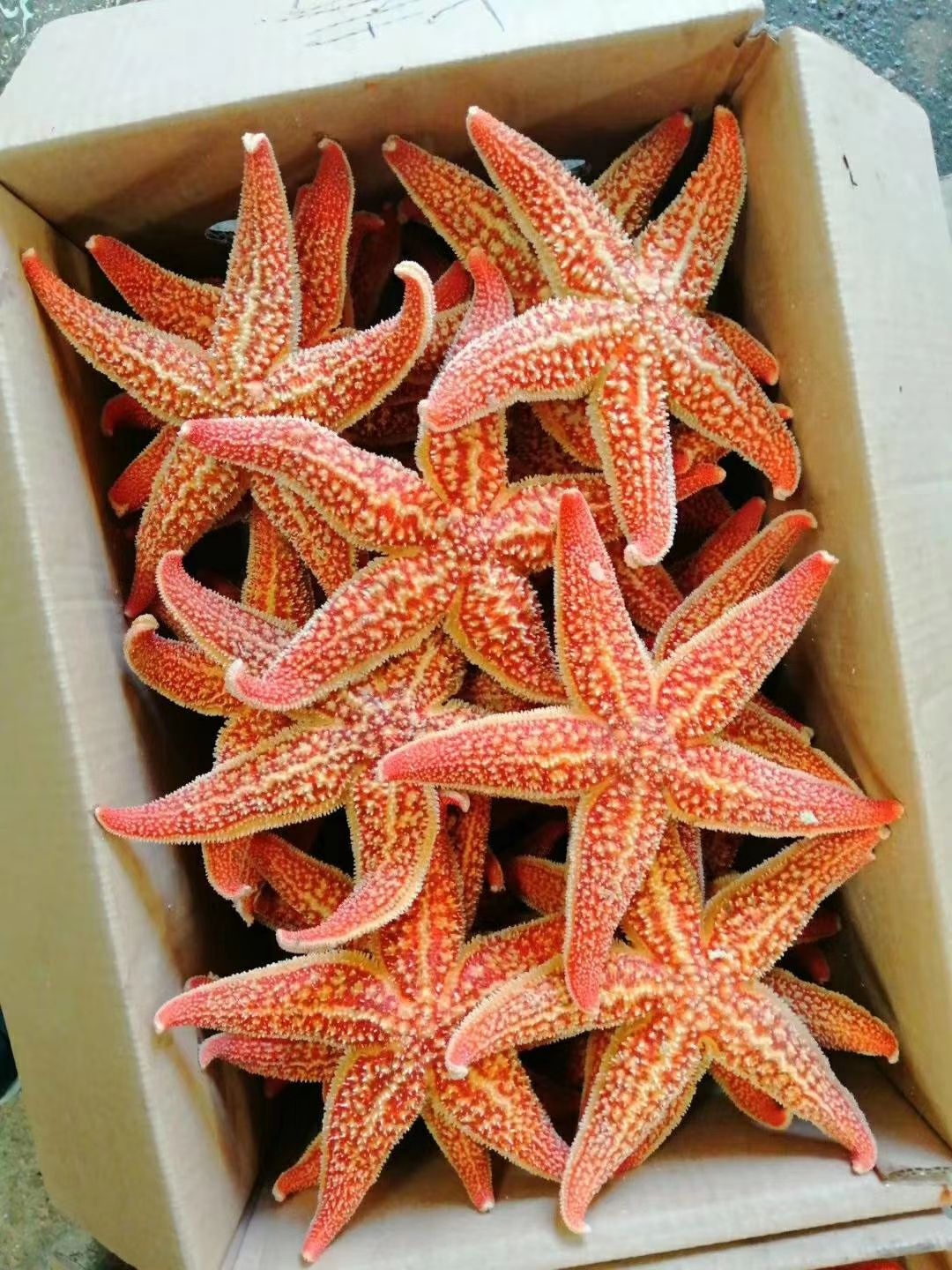  熟冻海星批发质量保证