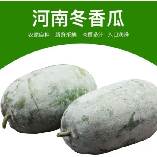 尉氏县 水果冬瓜 新鲜挂霜小冬瓜 产地批发