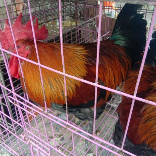 习水县土鸡 4一5个月生态散养鸡