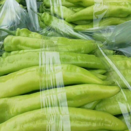 新乐市 农联社老贺果蔬购销大量供应尖椒