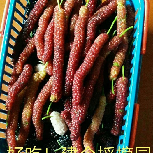 昆明长果桑苗  桑葚苗