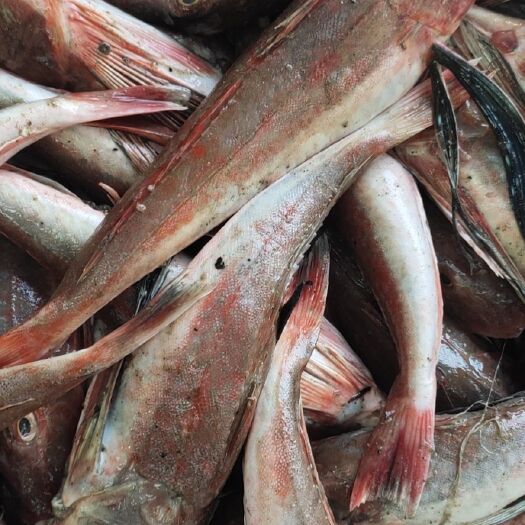 东港市红娘鱼  各种海鱼批发质量保证量大优惠