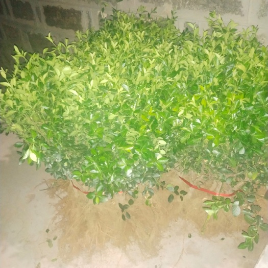 平邑县爬山虎 自家种植爬墙虎，有需要的联系价格可议！