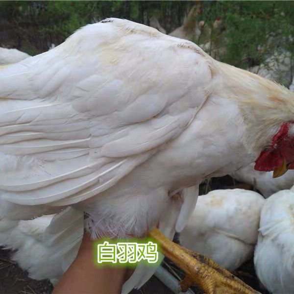 肉鸡  正宗农家散养白羽青年蛋鸡,高产多蛋鸡粉蛋土鸡