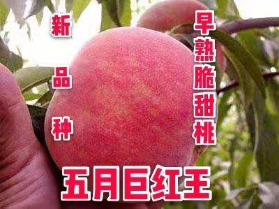 平邑县嫁接桃树苗  桃树苗  优质早熟新品种 川中岛 极美 春雪  突围嫁接苗
