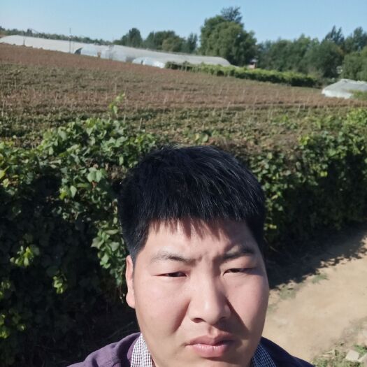 绥中县 中国红玫瑰葡萄苗