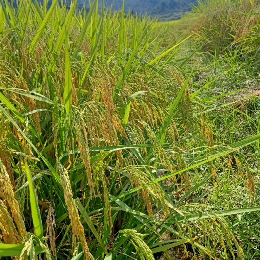 铅山县籼稻谷 中稻/一季稻 