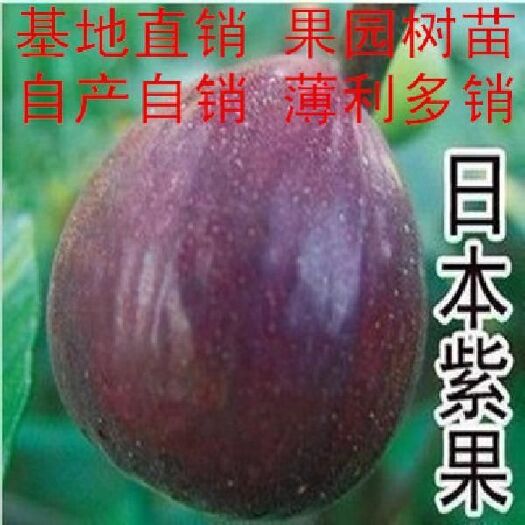 平邑县波姬红无花果苗  无花果嫁接苗，南北方种植，质量保证，欢迎订购