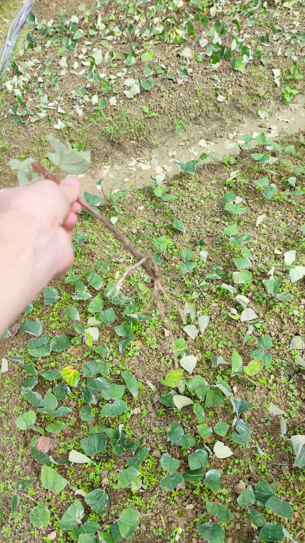 湘蕾金银花苗 大量供应湖南湘蕾金银花扦插苗