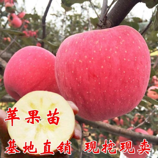 杭州冰糖心苹果苗  新品种苹果树苗红富士冰糖心室内盆栽庭院地栽