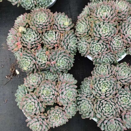 昆明 蓝苹果