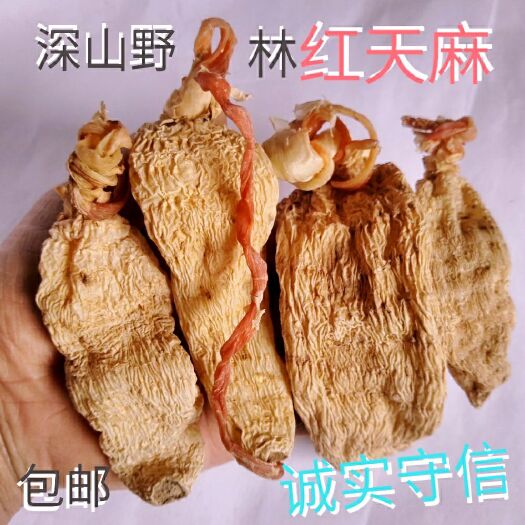 宜昌红天麻  红天麻来自深山的苔麻