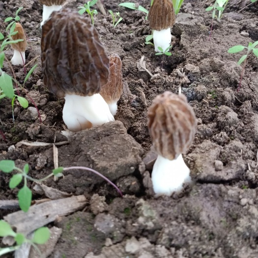 康乐县羊肚菌菌种 各种食用菌菌种预定