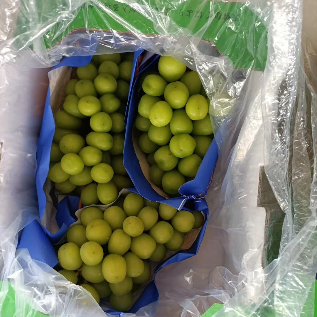 礼盒装阳光玫瑰葡萄产地一手货源对接各大商超  平台  外贸