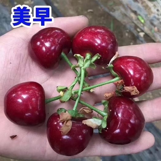 平度市美早苗  矮化美早樱桃苗大樱桃苗车厘子樱桃苗大樱桃树苗高产大