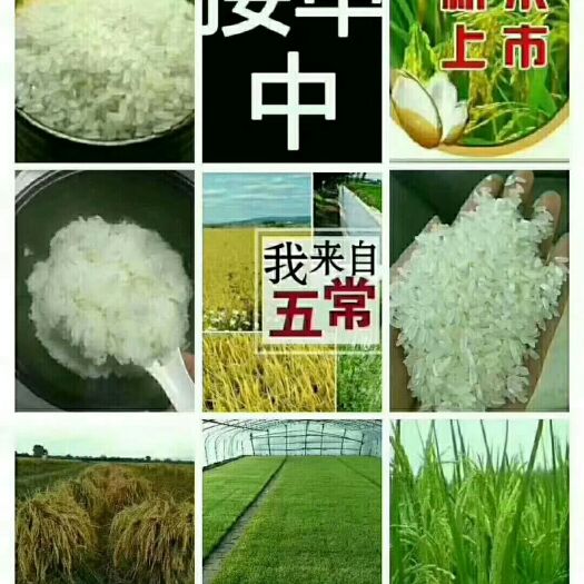 五常市五常大米  自产自销五常稻花香大米，晶莹剔透，香甜可口，剩饭不回声。